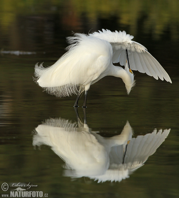 Aigrette neigeuse