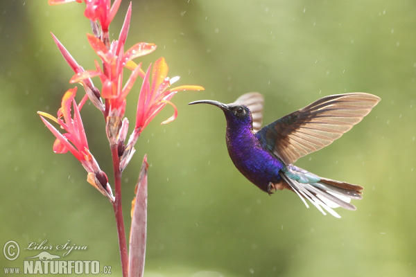 Ala de Sable Violeta