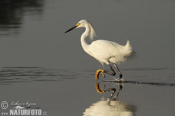 Amerikaanse kleine zilverreiger