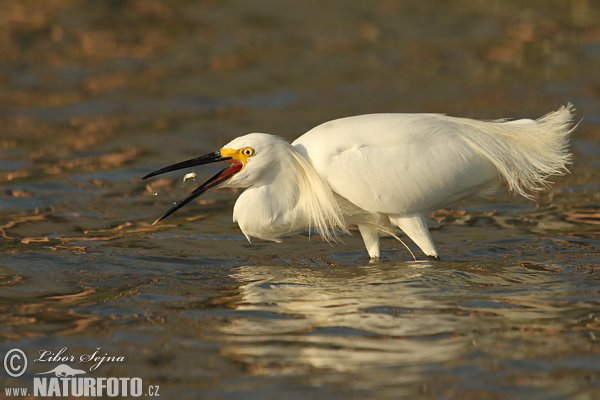 Amerikaanse kleine zilverreiger