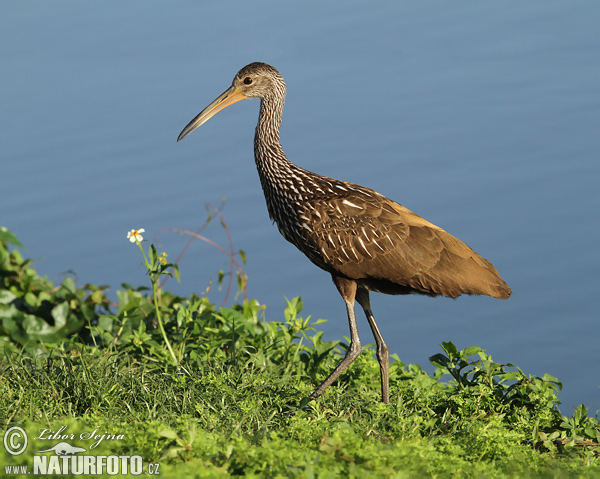 Aramus guarauna