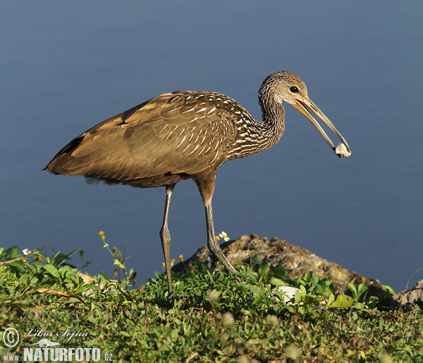 Aramus guarauna