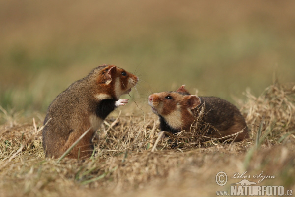 Avrupa hamsteri Cırlak Sıçan