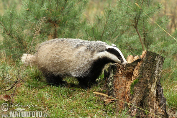 Badger Eropah