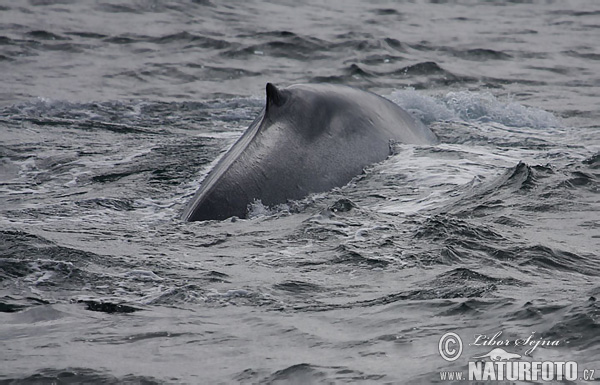 Balaenoptera musculus