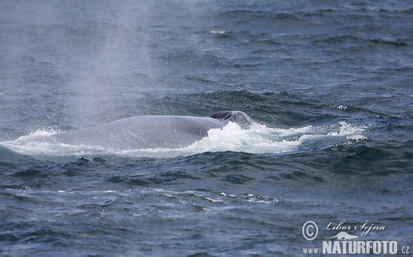 Balaenoptera musculus