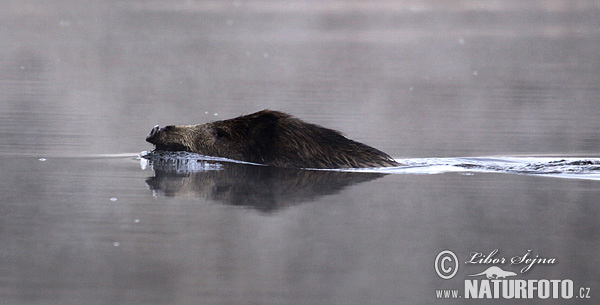 Bayağı yaban domuzu