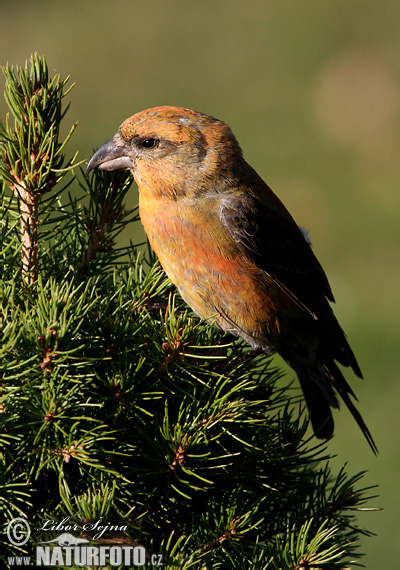 Bec-croisé des sapins