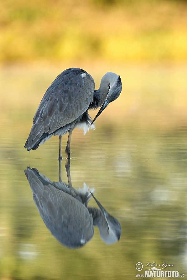 Blauwe reiger