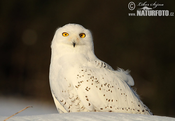 Bubo scandiacus