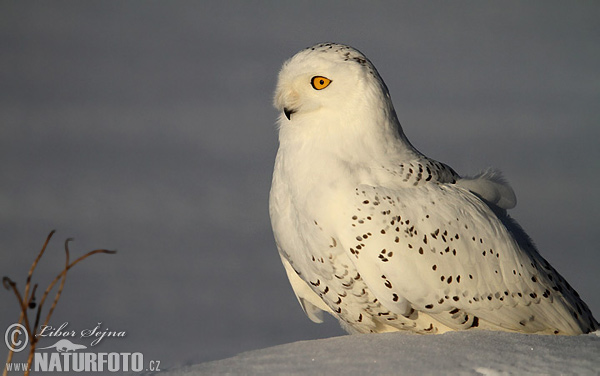 Bubo scandiacus