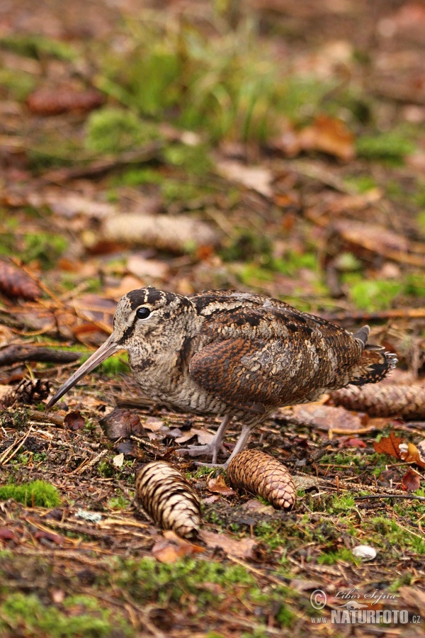 Burung Berkek Besar