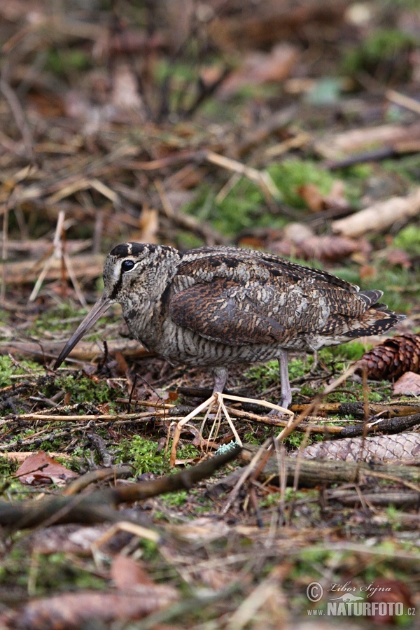 Burung Berkek Besar