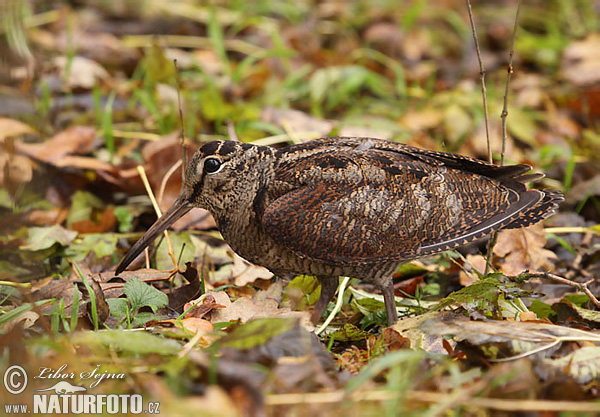 Burung Berkek Besar