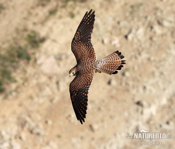 Burung Falko Serani