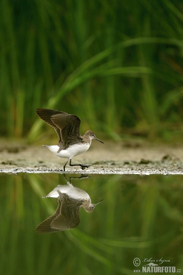 Burung Kedidi Hijau