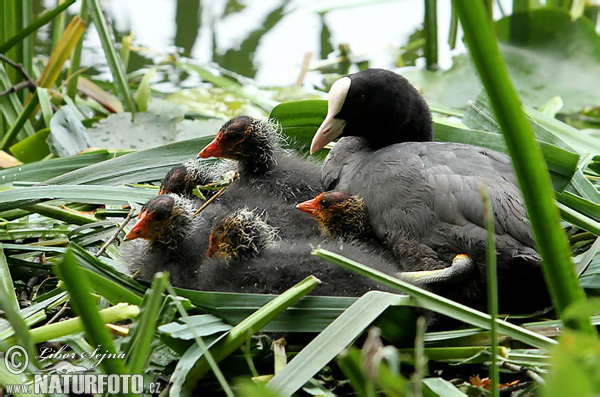 Burung Pangling Hitam