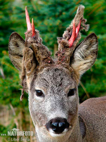 Capreolus capreolus