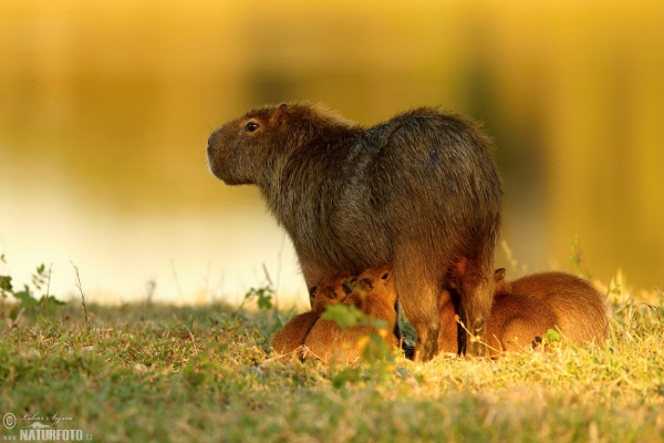 Capybara (Hydrochoerus hydrochaeris)