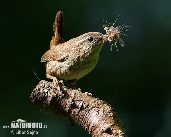 Cargolet