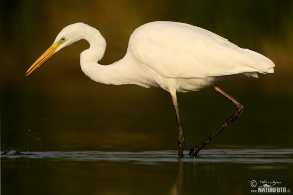 Casmerodius albus