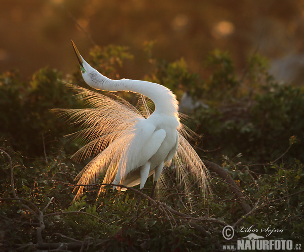 Casmerodius albus