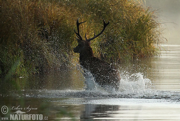 Cerf élaphe