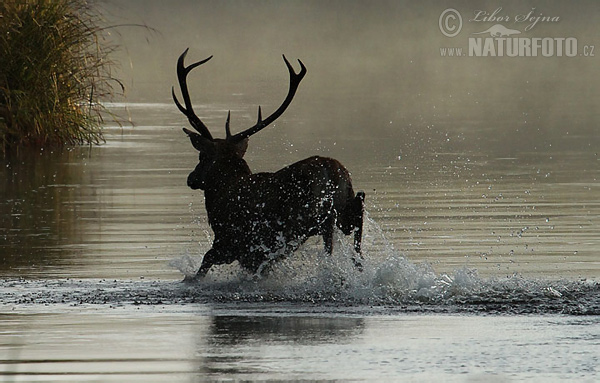 Cerf élaphe