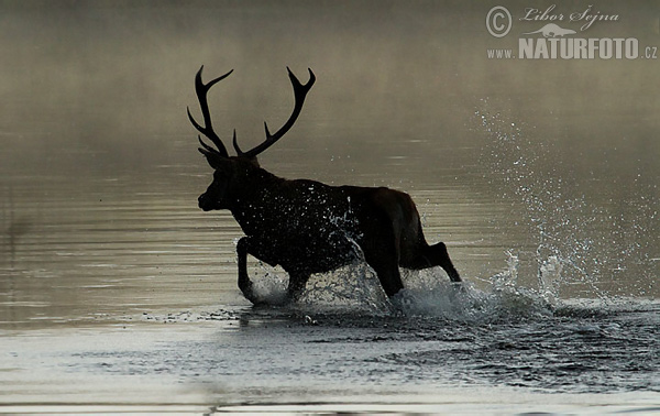 Cerf élaphe