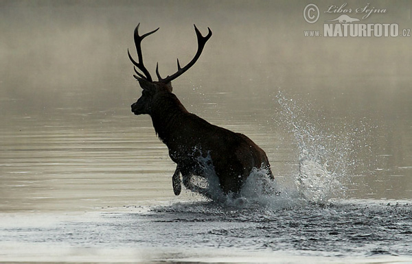 Cerf élaphe