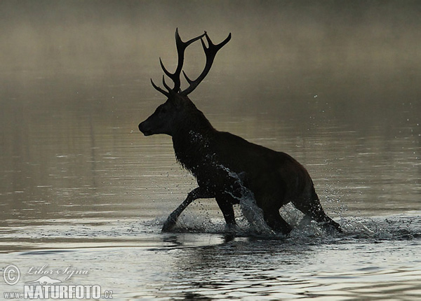 Cerf élaphe