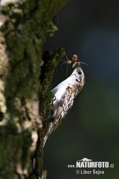 Certhia familiaris