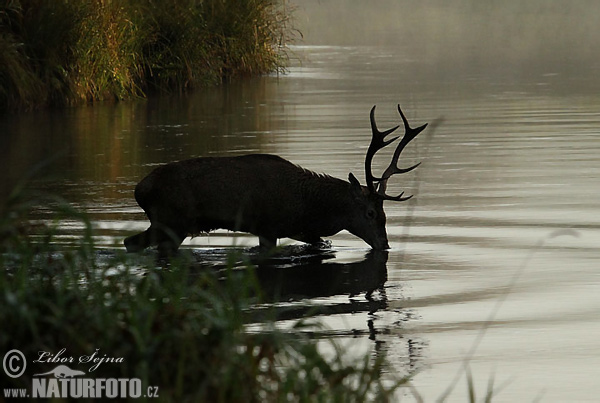 Cervus elaphus