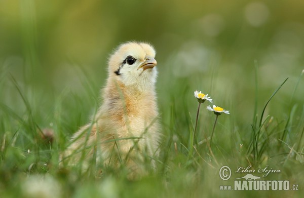 Chicken (Gallus domesticus)