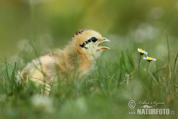 Chicken (Gallus domesticus)