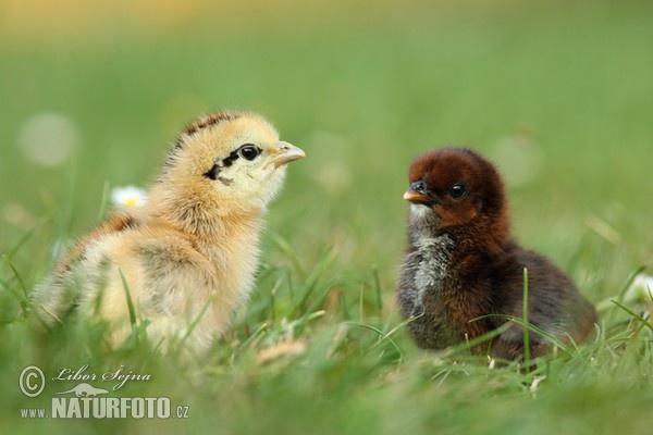 Chicken (Gallus domesticus)