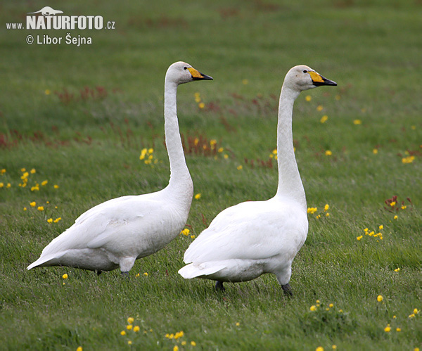 Cisne cantor