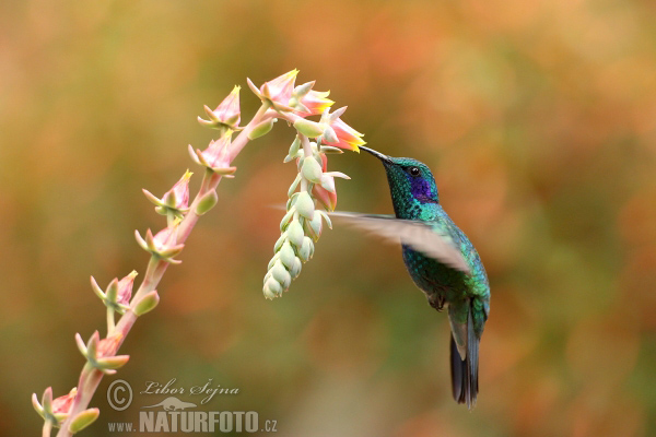 colibrí oreja violeta