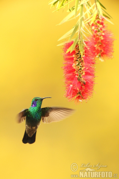 colibrí oreja violeta