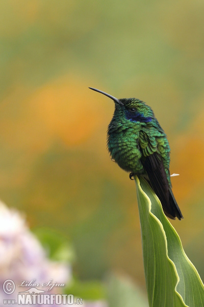 colibrí oreja violeta