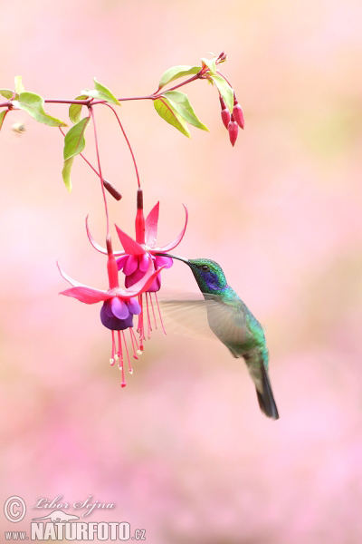 colibrí oreja violeta