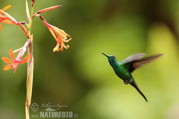 colibrí oreja violeta