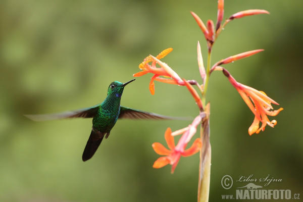 colibrí oreja violeta