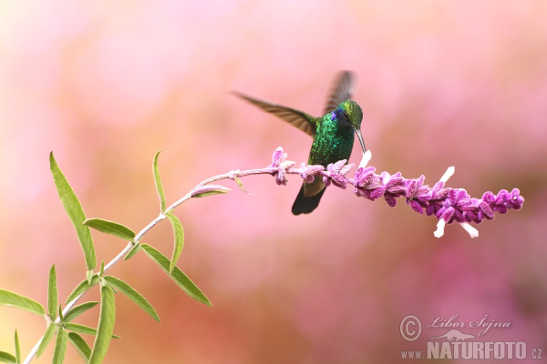 Colibri thalassin