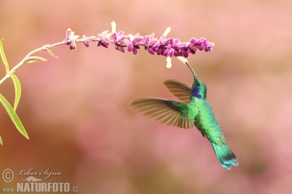 Colibri thalassin