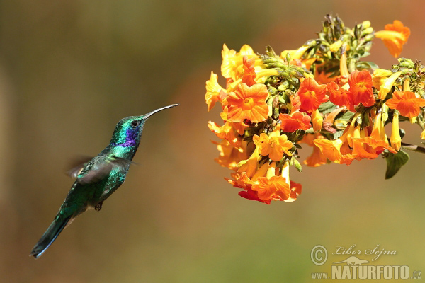 Colibri thalassin