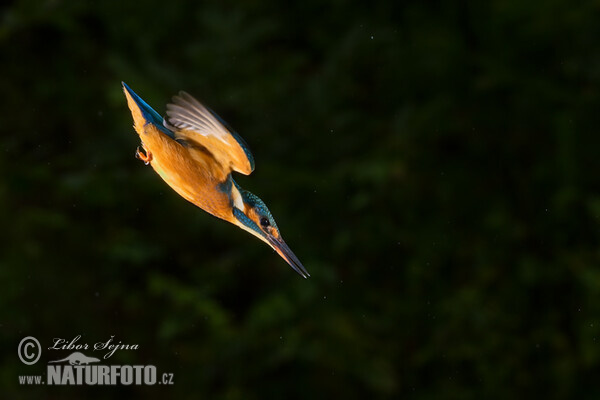 Common Kingfisher (Alcedo atthis)