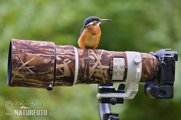 Common Kingfisher (Alcedo atthis)