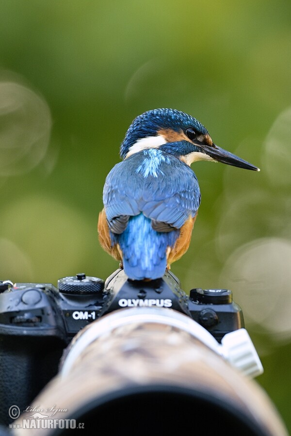 Common Kingfisher (Alcedo atthis)