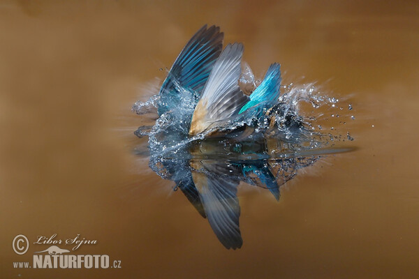 Common Kingfisher (Alcedo atthis)